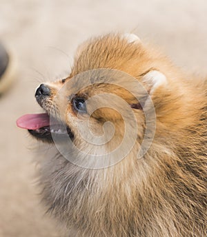 Brown Lovely Pomeranian dog looks forward