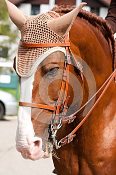 Brown Lusitano Horse