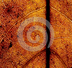 Brown macro leaf texture