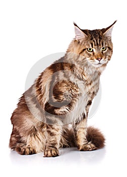 Brown Maine Coon cat sits on a white background, photo studio