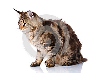 Brown Maine Coon cat sits on a white background, photo studio