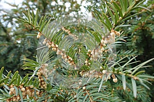 Brown male cones in the leafage of yew in April photo