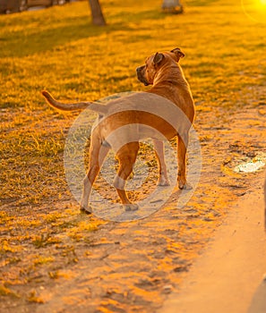 A brown male dog mixed breed pitbull with dark nose and drooping ears stands on path in green grass in a city park