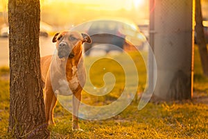 A brown male dog pitbull with a black nose and drooping ears stands near tree and looks into into the distance in the sunset