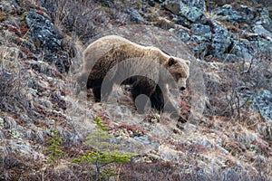 Brown Male Grizzly Bear [ursus arctos horribilis] in the mountain above the Savage River in Denali National Park in Alaska USA