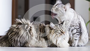 Brown male and silver female, siberian cats in the house