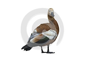 Brown mallard duck