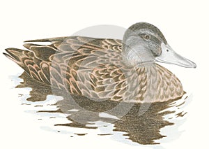 Brown mallard duck