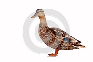 Brown Mallard Duck Anas platyrhynchos isolated on white background photo