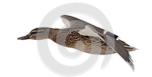 Brown mallard duck flight on white background
