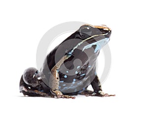 Brown mantella, Mantella betsileo