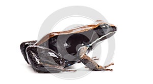 Brown mantella, Mantella betsileo