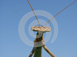 A brown mantis