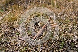 A brown mantis on the grass