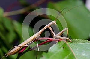 Brown Mantis religiosa