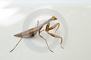 Brown mantis  on white background.