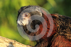 Brown-mantled tamarin