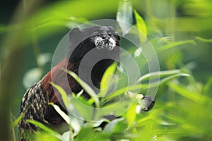 Brown-mantled tamarin