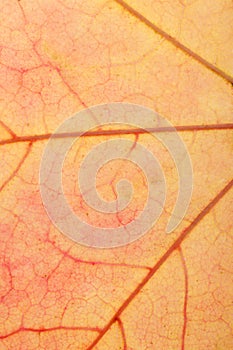 brown maple leaf close up. background for designer