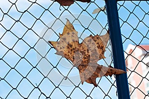 Brown maple leaf on a fence in autumn