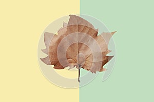 Brown maple leaf on yellow and green background, close-up. Autumn Arrives. Fall Background. Flat lay