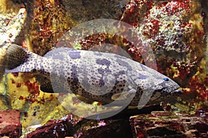 Brown-marbled grouper