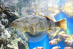 Brown-marbled grouper