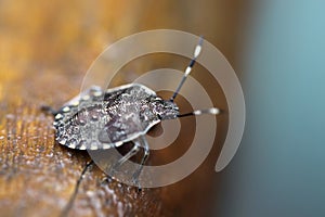 The brown-marbled stinkbug - Halyomorpha halys