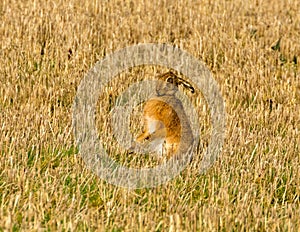 Brown march hare in a field