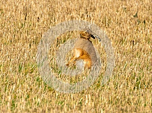 Brown march hare in a field