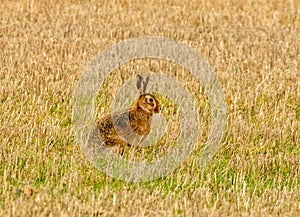 Brown march hare in a field