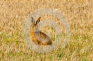 Brown march hare in a field