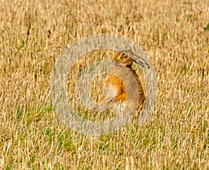 Brown march hare in a field
