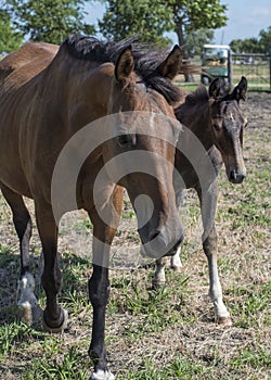 Brown mare with brow colt walking