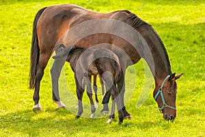 Brown mare with drinking foal on a green meadow in summer in The Netherlands