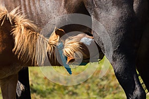 Brown mare feeding foal in field. Brown foal drinking milk close up. Horses in pasture. Farm life concept.