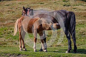 Brown mare feeding foal in field. Brown foal drinking milk. Horses in pasture. Farm life concept. Ranch animals.