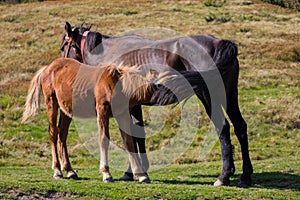 Brown mare feeding foal in field. Brown foal drinking milk. Horses in pasture. Farm life concept. Ranch animals.