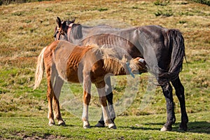 Brown mare feeding foal in field. Brown foal drinking milk. Horses in pasture. Farm life concept. Ranch animals.