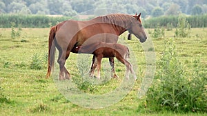Brown mare and foal