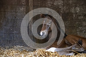 A brown mare foal is born in a horse box, stable, and lies in the straw