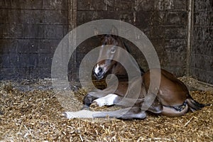 A brown mare foal is born in a horse box, stable, and lies in the straw