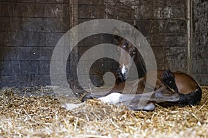 A brown mare foal is born in a horse box, stable, and lies in the straw