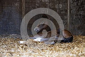 A brown mare foal is born in a horse box, stable, and lies in the straw