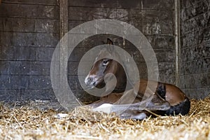 A brown mare foal is born in a horse box, stable, and lies in the straw