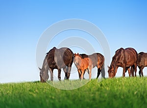 Brown mare and foal graze in the green field