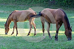 Brown mare and foal horse grazing in pasture and eating green grass.