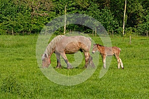 Brown mare and foal in a sunny green meadow