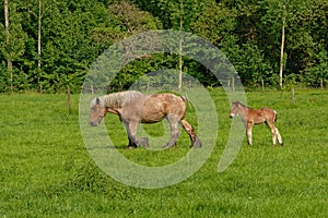 Brown mare and foal walking in a sunny green meadow