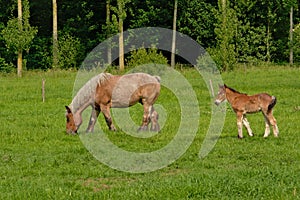 Brown mare and foal walking in a sunny green meadow with trees behind